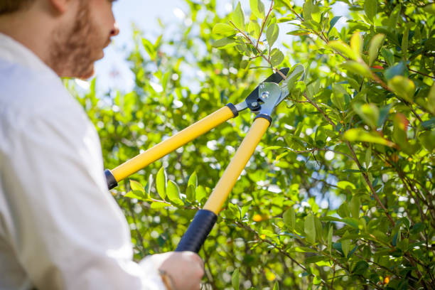 istock young gardener with a professional tools and equipment 821608908