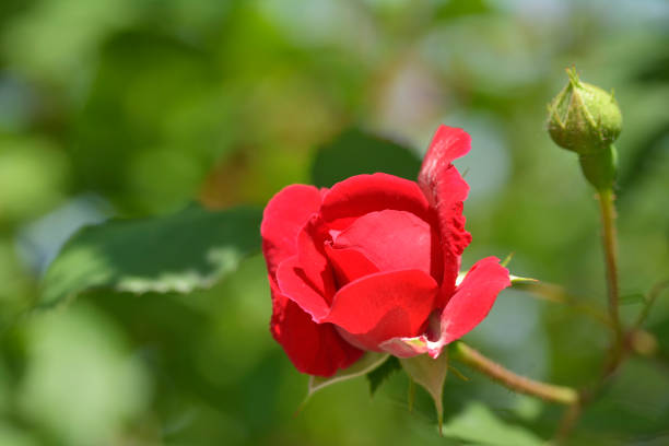 istock Fresh , red rose in the garden 821609104