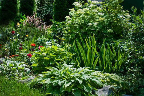 istock Flowerbed with perennial flowers - hydrangea, iris, roses, hosta etc 821611572