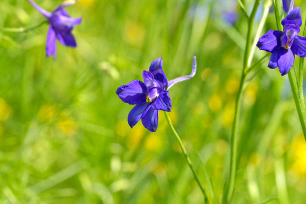 istock Forking larkspur (Consolida regalis) blue flowers. Close up. 821614536