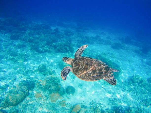 海の動物や植物。海洋環境水中写真。 - turtle green sea turtle silhouette sea ストックフォトと画像