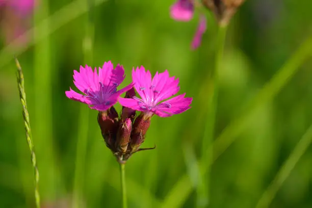 Wild flowers,Carthusian Pink (Dianthus carthusianorum )