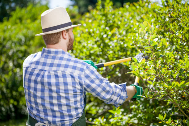 istock young gardener with a professional tools and equipment 821615132