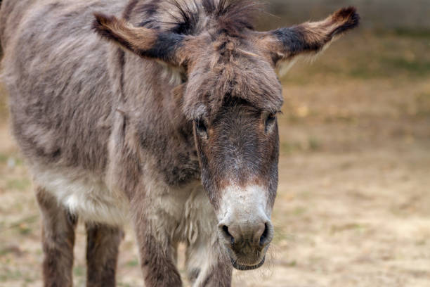 istock Picture of a sad pet ass 821617500