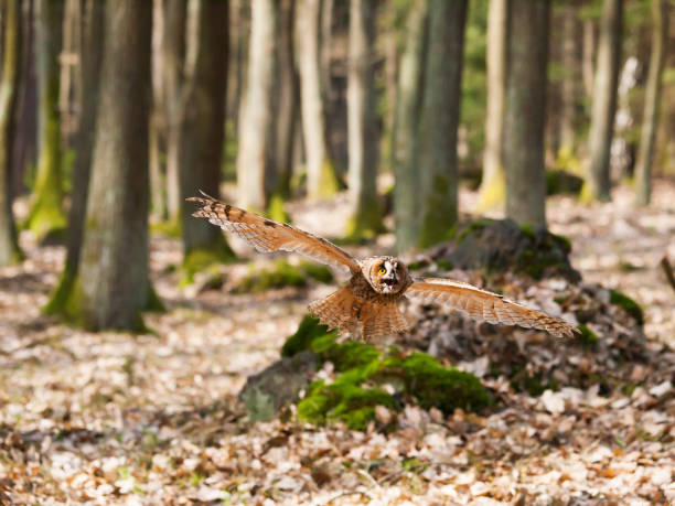 istock Portrait of flying long-eared owl - Asio otus 821617940