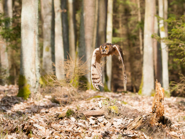 istock Flying long-eared owl  flaping wings - Asio otus 821617976