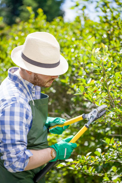 istock young gardener with a professional tools and equipment 821618402