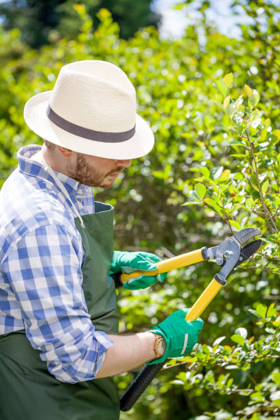 istock young gardener with a professional tools and equipment 821618478