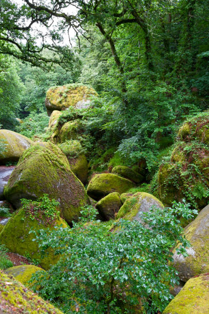 istock Forest of Huelgoat in Brittany 821618762