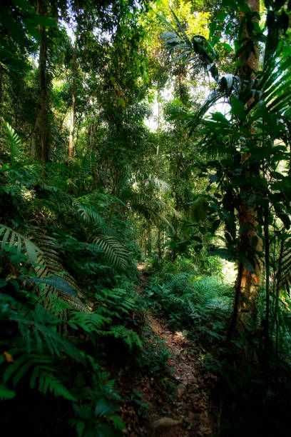 istock Jungle trekking on Koh Chang 821619112