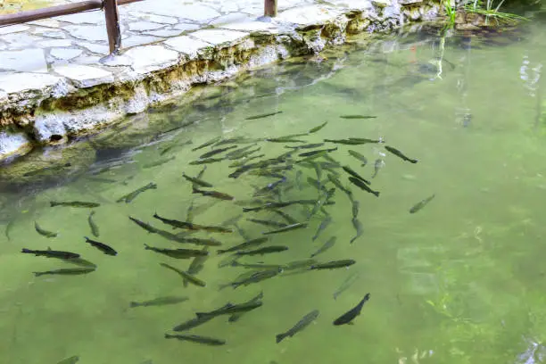 Photo of School of trout fishes in the river