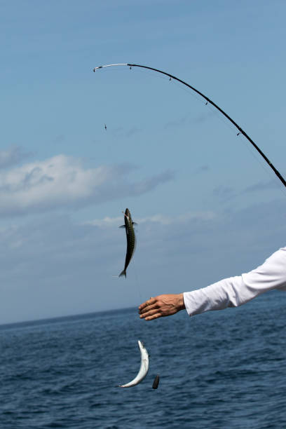 istock Fishing for Mackerel at Sea 821624194