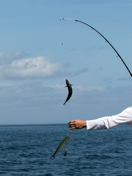 istock Fishing for Mackerel at Sea 821624210