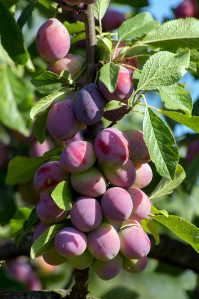 istock The Greengage plums. 821624250