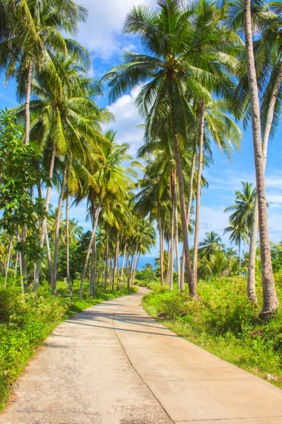 istock Tropical landscape with palm tree. Exotic island photo background. 821624330