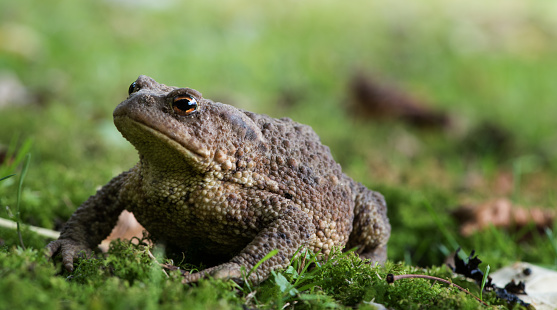 Side view of Bronze coloured toad in garden