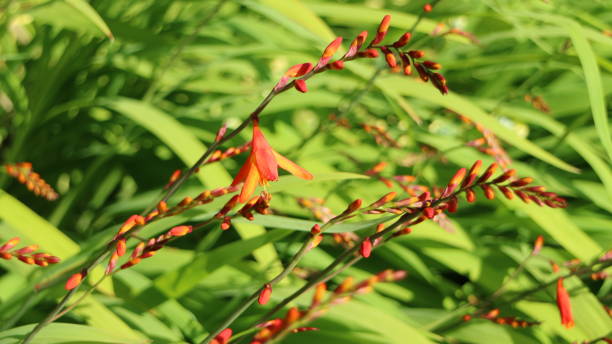 istock Crocosmia - Exotic Summer garden 821625162