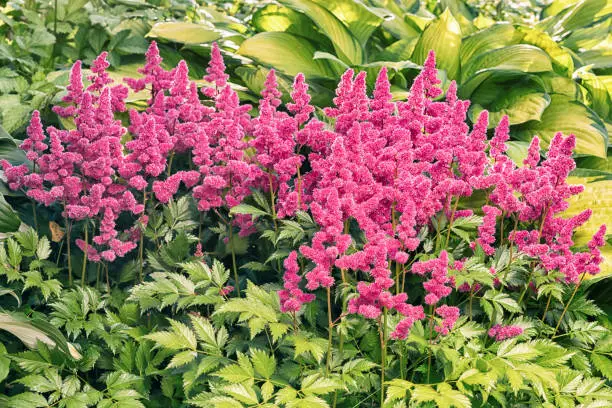 Photo of pink astilbe flowers on a green grass background