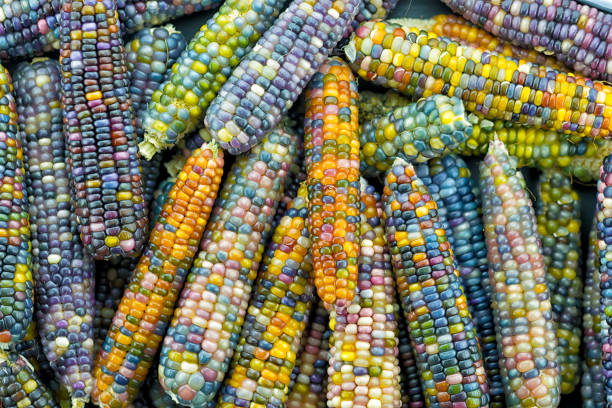 istock glass gem ears, unique variety of rainbow colored corn 821628244