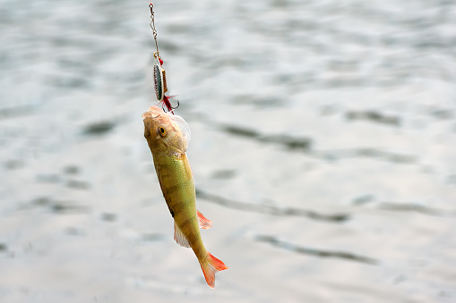 redfin perch perca fluviatilis hooked by a lure during cast fishing