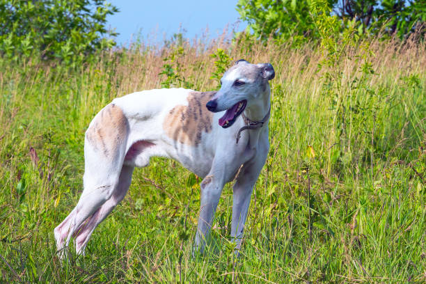 istock English greyhound on a green meadow 821630922