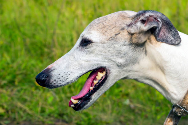 istock Portrait English greyhound 821630938