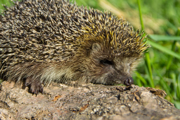 istock Young prickly hedgehog on the log 821631160