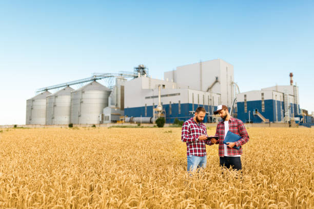 Two farmers stand in a wheat field with tablet. Agronomists discuss harvest and crops among ears of wheat with grain terminal elevator on background stock photo