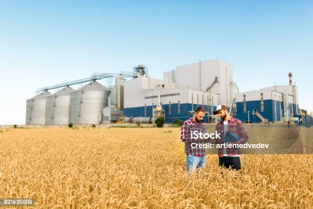Two Farmers Stand In A Wheat Field With Tablet Agronomists Discuss Harvest And Crops Among Ears Of Wheat With Grain Terminal Elevator On Background Stock Photo - Download Image Now
