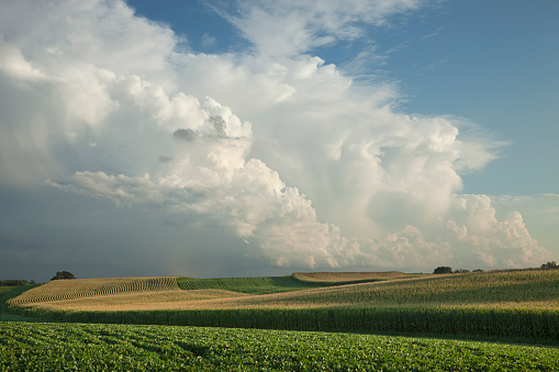 Midwest corn and soybean fields below dramatic clouds