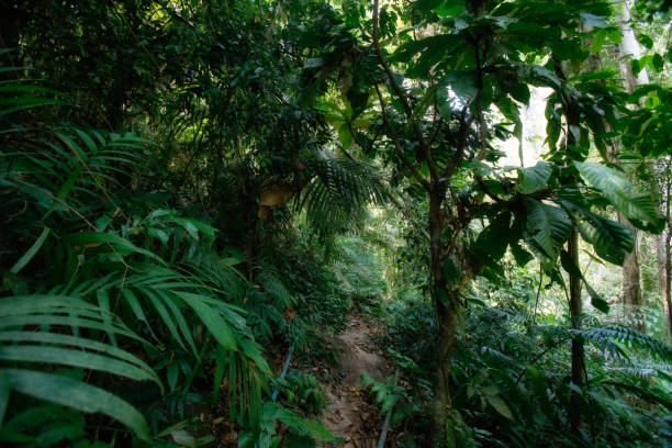 istock Jungle trekking on Koh Chang 821640176