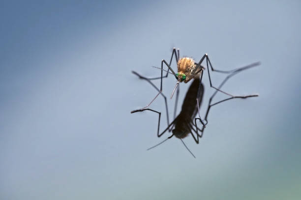 Northern house mosquito (Culex pipiens) with reflection on the blue water surface, macro shot with generous copy space, selected focus, narrow depth of field
