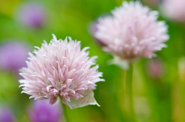 flores de cebolinha - chive allium flower cultivated herb - fotografias e filmes do acervo