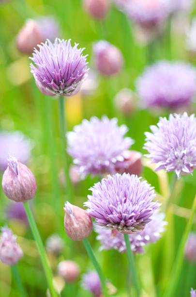 flores de cebolinha - chive allium flower cultivated herb - fotografias e filmes do acervo