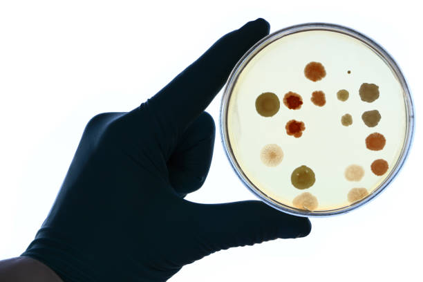 gloved 손 보유 하늘 배경 투명 perti 접시 - bacterium staphylococcus colony epidemic 뉴스 사진 이미지