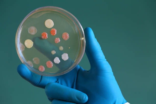 istock Microbiologist holding an agar Petri dish covered with bacterial colonies 821648102