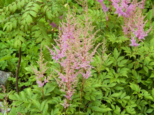 istock Astilba flowers in the garden closeup 821649124