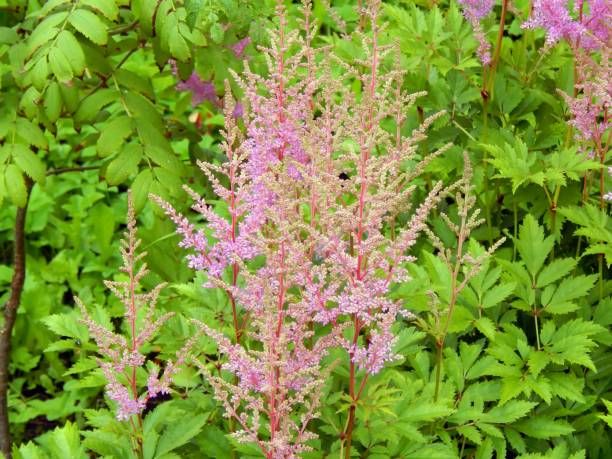 istock Astilba flowers in the garden closeup 821649128