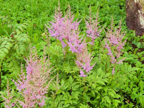 istock Astilba flowers in the garden closeup 821649140