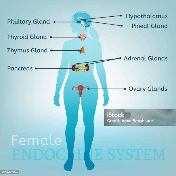 Endocrine System Woman Stock Illustration - Download Image Now - Endocrine System, Female Likeness, Hormone