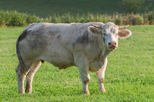 Charolais cow, white cow in a field, front view
