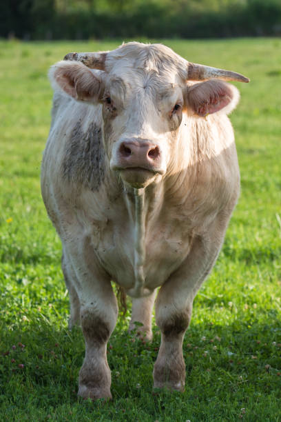 istock Charolais cow, white cow 821654408