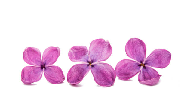 istock lilac flowers close up in studio 821654472