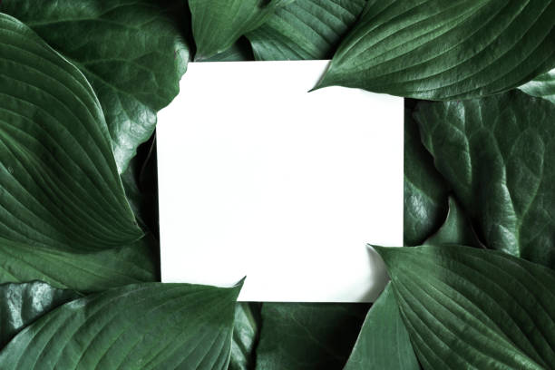 istock Creative layout made of tropical leaves with blank paper card 821654638