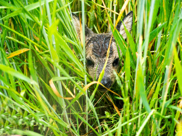 istock Little duckling in the grass 821655834