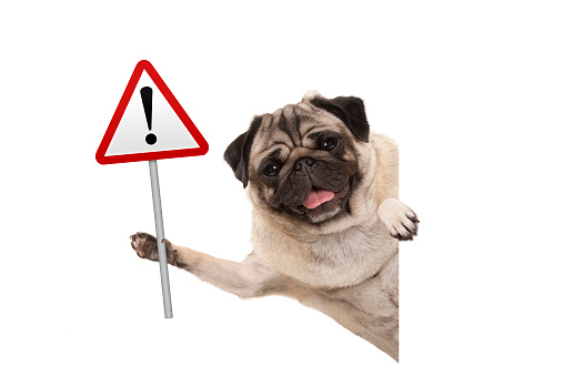 smiling pug puppy dog holding up red warning, attention traffic sign