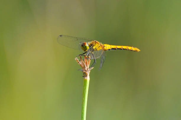 istock Beautiful dragonfly on plant stem by the river 821656066