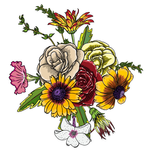 Coreopsis Drawing Illustrations, Royalty-Free Vector Graphics & Clip Art -  iStock