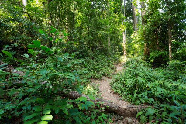 istock Jungle trekking on Koh Chang 821658530