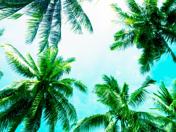 istock Palm tree crowns with green leaves on sunny sky background. Light blue toned photo. 821658694
